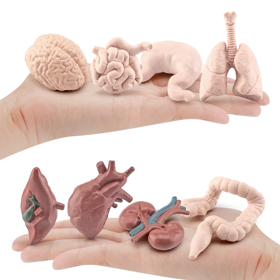 Organ Manusia Realistis Mesir  - Kids Toys Egypt ulasan dan harga